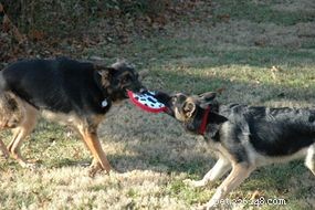 The Evolution and Roles of Dogs: From Domestication to Today