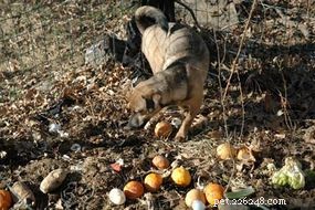 The Evolution and Roles of Dogs: From Domestication to Today