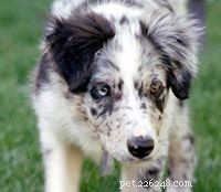 The Evolution and Roles of Dogs: From Domestication to Today