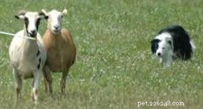 The Evolution and Roles of Dogs: From Domestication to Today
