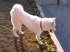 The Evolution and Roles of Dogs: From Domestication to Today