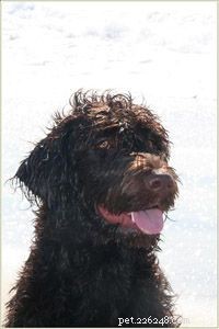 The Evolution and Roles of Dogs: From Domestication to Today