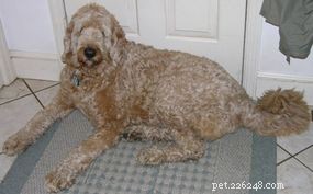 The Evolution and Roles of Dogs: From Domestication to Today