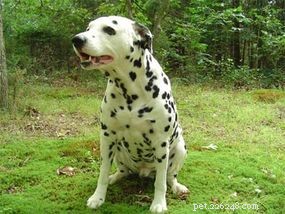 The Evolution and Roles of Dogs: From Domestication to Today