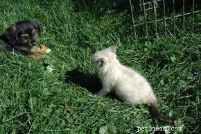 The Evolution and Roles of Dogs: From Domestication to Today