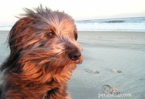 The Evolution and Roles of Dogs: From Domestication to Today