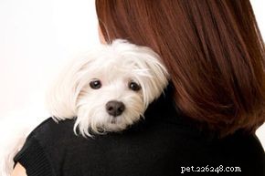 Maltese Dogs: Are They the Perfect Family Pet?