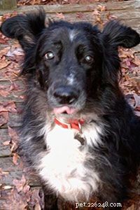 Choosing the Ideal Family Dog: A Guide to Selecting the Best Breed