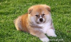 Top 10 Best Family Guard Dogs for Safe & Loving Companionship