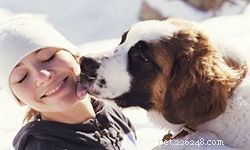 5 Gentle Giant Family Dogs: The Best Big Breeds for Loving Homes