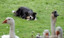 Top 5 Medium-Sized Dogs for Family Life