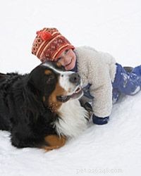 5 Gentle Giant Family Dogs: The Best Big Breeds for Loving Homes