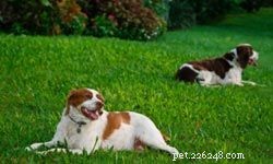 Top 5 Medium-Sized Dogs for Family Life