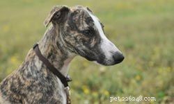 Top 5 Medium-Sized Dogs for Family Life
