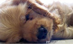 Top 5 Medium-Sized Dogs for Family Life