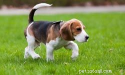 Top 5 Medium-Sized Dogs for Family Life