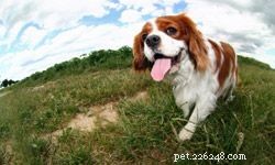 Top 5 Small Family Dogs: Friendly, Energetic, and Perfect for Households
