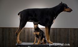 Top 5 Small Family Dogs: Friendly, Energetic, and Perfect for Households