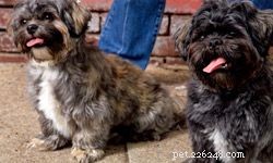 Top 5 Small Family Dogs: Friendly, Energetic, and Perfect for Households