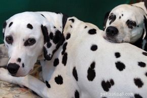 Why Dalmatians Make Great Family Pets
