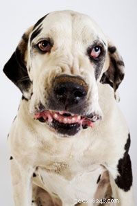Clicker Training Made Easy: Proven Techniques for Dogs