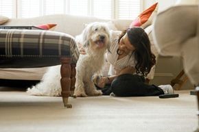 How to Evaluate Your Dog s Health: A Complete Guide