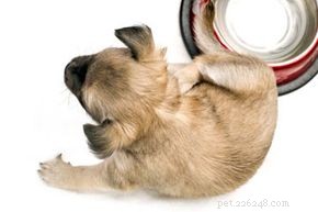 Effective Home Remedies to Eliminate Fleas in Dogs