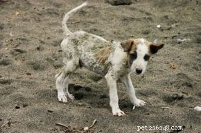 Trusted Home Remedies for Treating Mange in Dogs