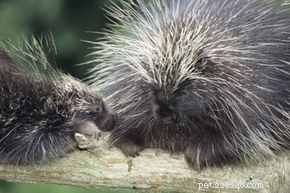 Effective Home Remedies for Dogs Stuck in Porcupine Quills & Foxtails