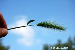 Effective Home Remedies for Dogs Stuck in Porcupine Quills & Foxtails