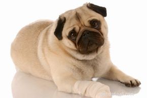 How to Soothe Your Dog’s Sore Paws and Sunburn at Home