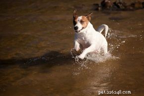 How to Soothe Your Dog’s Sore Paws and Sunburn at Home