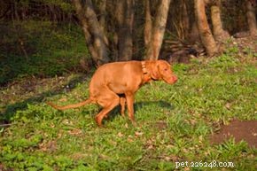 Trusted Home Remedies for Treating Worms in Dogs