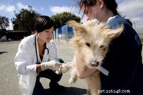 Trusted Home Remedies for Treating Worms in Dogs