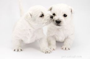 Trusted Home Remedies for Treating Worms in Dogs