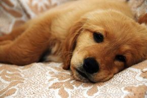 Caring for a Sick Dog: Expert Tips for Quick Recovery