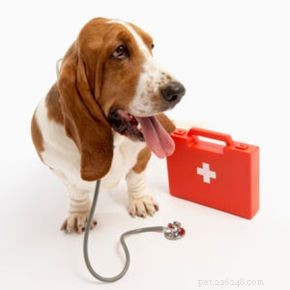 Caring for a Sick Dog: Expert Tips for Quick Recovery