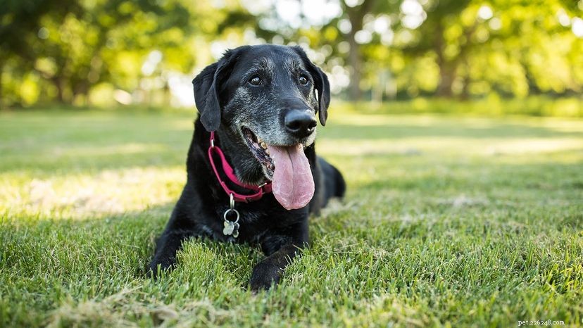 Accurately Determine Your Dog’s Age for Optimal Health Care