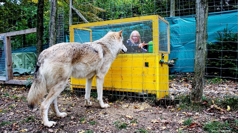 Studies Show Wolves Outperform Dogs in Understanding Cause and Effect