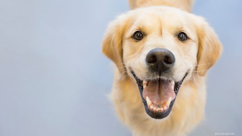 Why Is Fido the Classic Dog Name? The History Behind the Popular Moniker