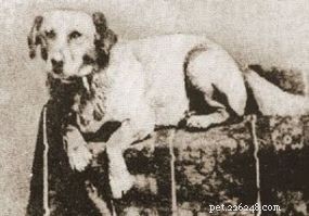 Why Is Fido the Classic Dog Name? The History Behind the Popular Moniker
