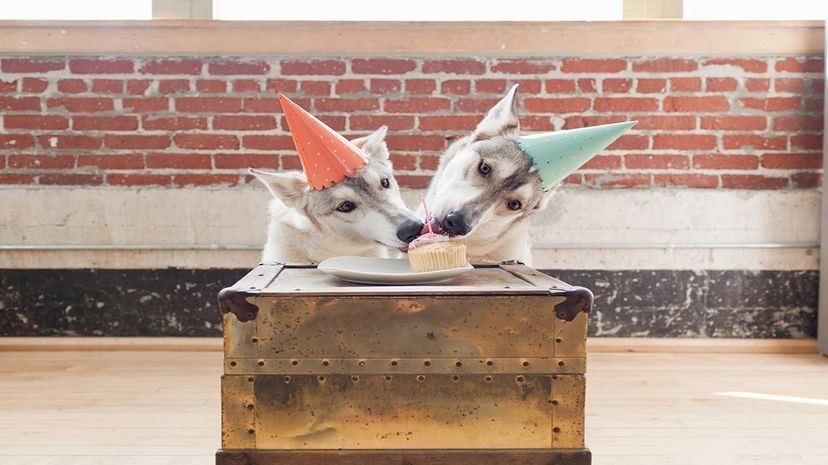 Study Reveals Dogs Are Generous: They Will Share Treats With Fellow Canines