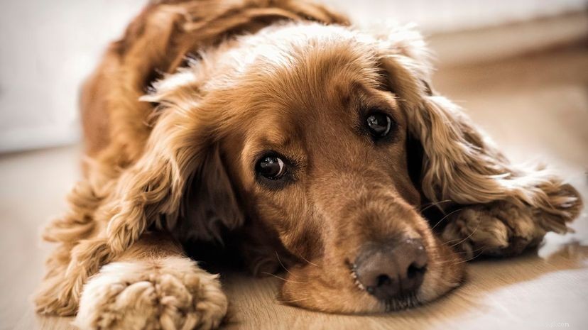 New Live-Attenuated Flu Vaccines for Dogs Provide Enhanced Protection