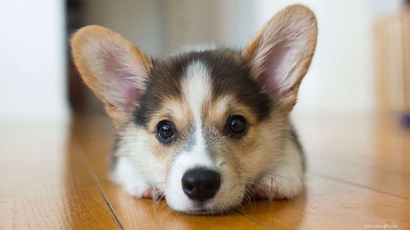 Why Your Dog s Paws Emit a Corn Chip Aroma: The Science Behind the Smell
