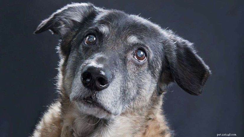 Can Rapamycin Pills Extend a Dog’s Life? Scientific Insights