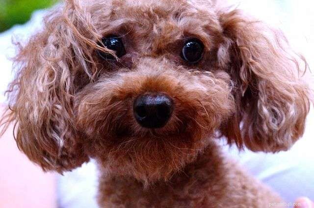 Can Rapamycin Pills Extend a Dog’s Life? Scientific Insights