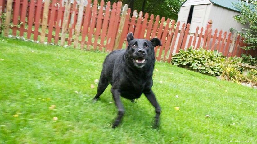 Understanding Your Dog’s ‘Zoomies’: Causes, Safety Tips, and Why They Happen