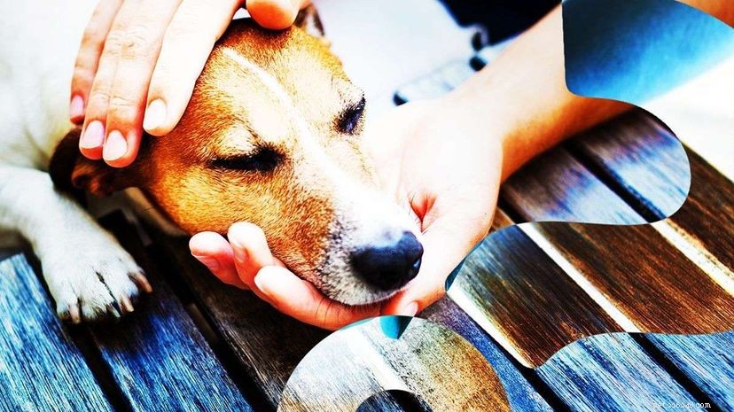 Food or Praise? New Study Reveals What Dogs Truly Value