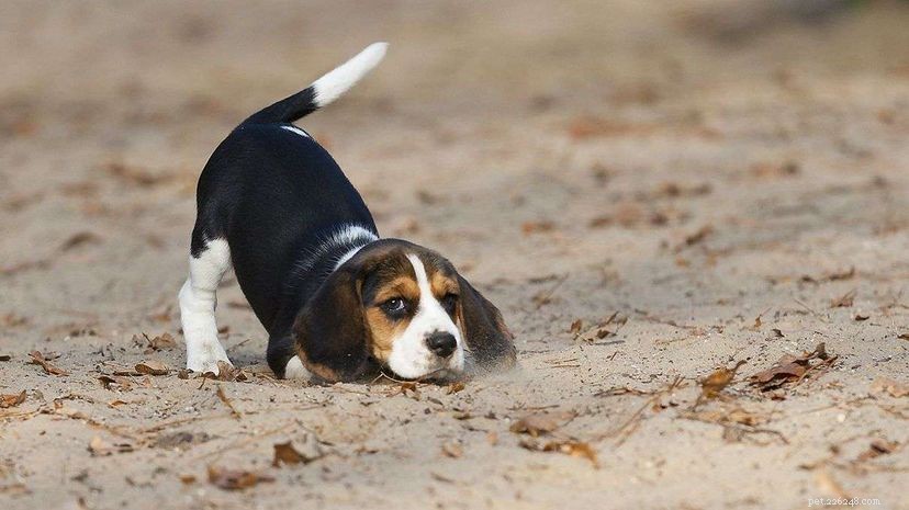 Limber Tail Explained: Causes, Symptoms, and Treatment for Wagging-Stop Dogs