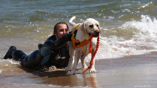 Poland’s 2nd Water Rescue Dog Cup: Heroes of the Baltic Sea